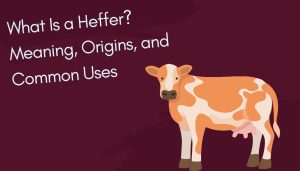What Is a Heffer? Meaning, Origins, and Common Uses – Meaning Aura
